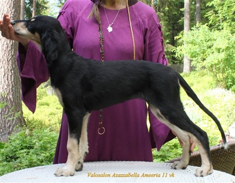11 weeks