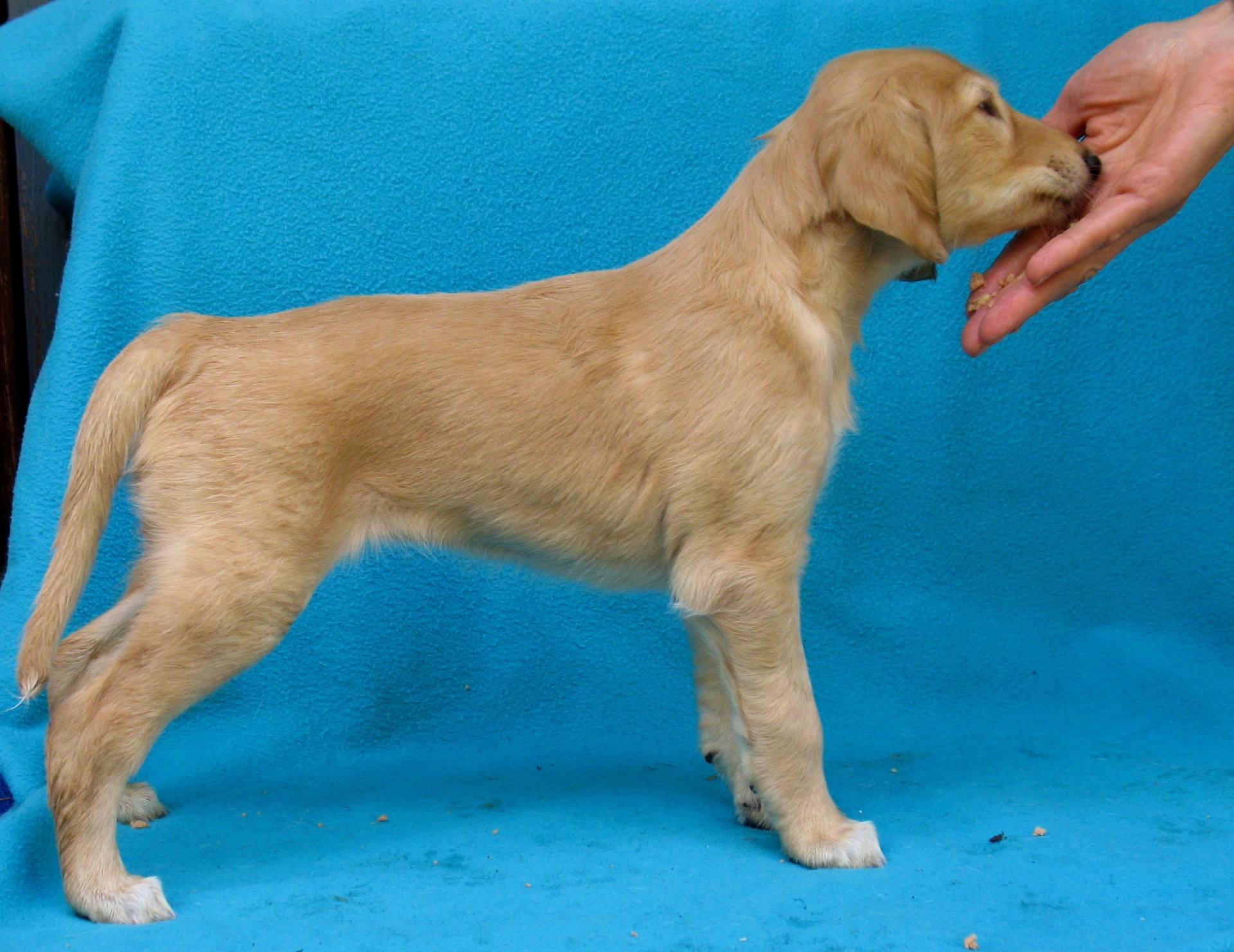 5 weeks