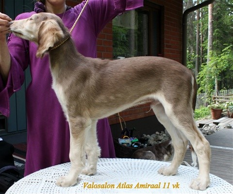 11 weeks